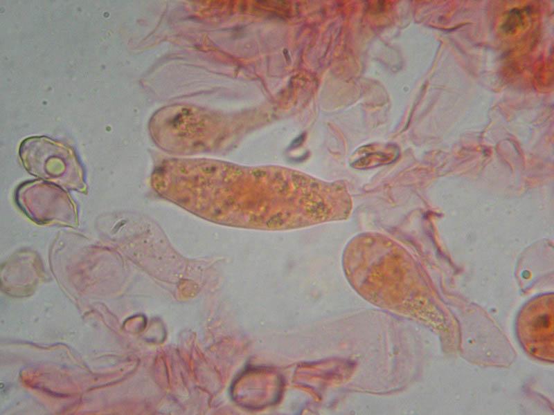 Val Cama - Canton Ticino (Svizzera)